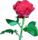 rose-pic