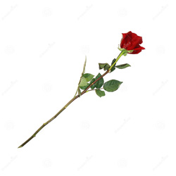 single rose